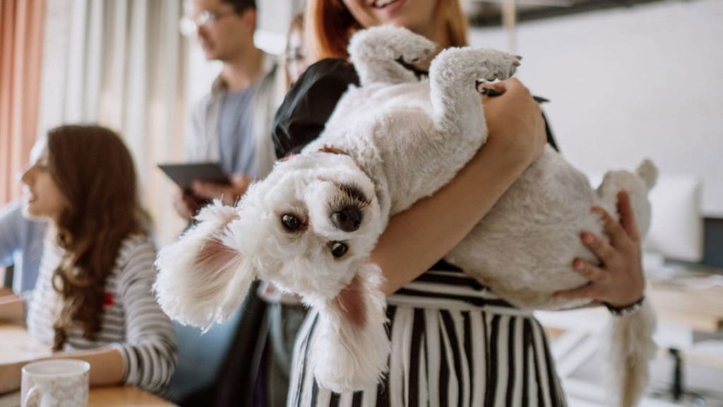 Woman smiling holding her dog in her arms which is upside down